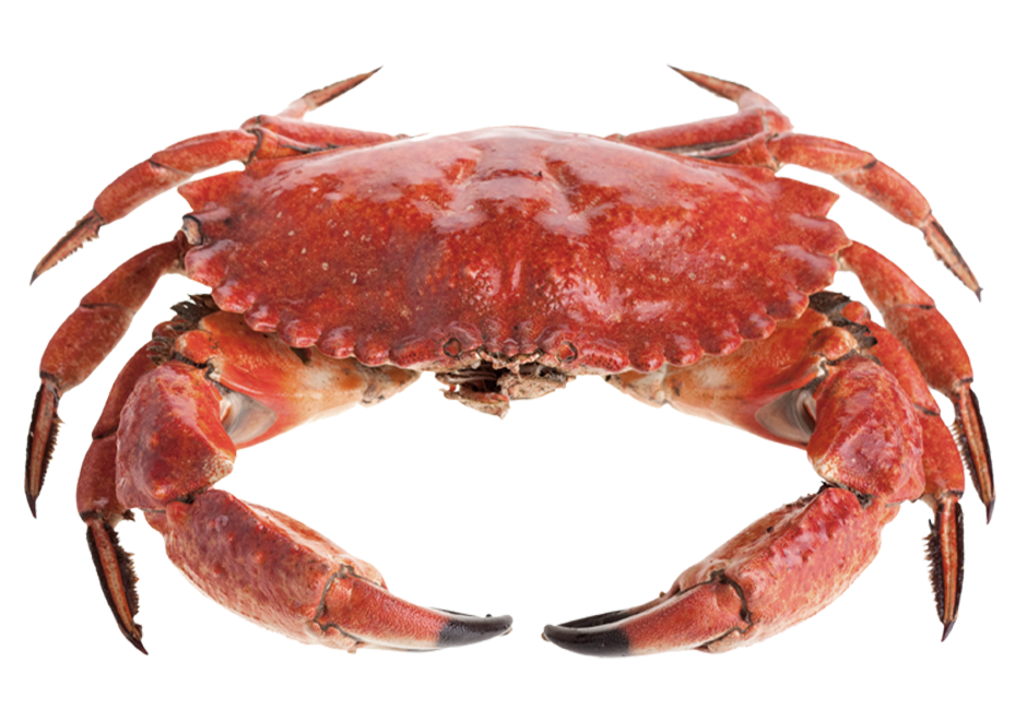 Crab's France