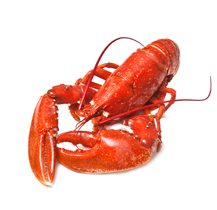 Homard