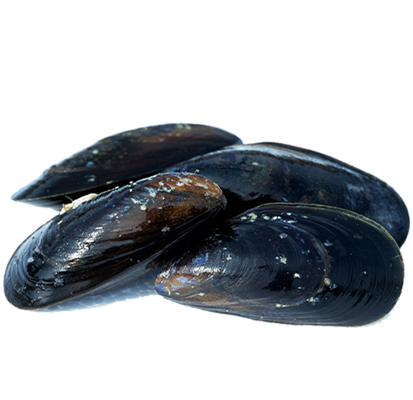 Moules